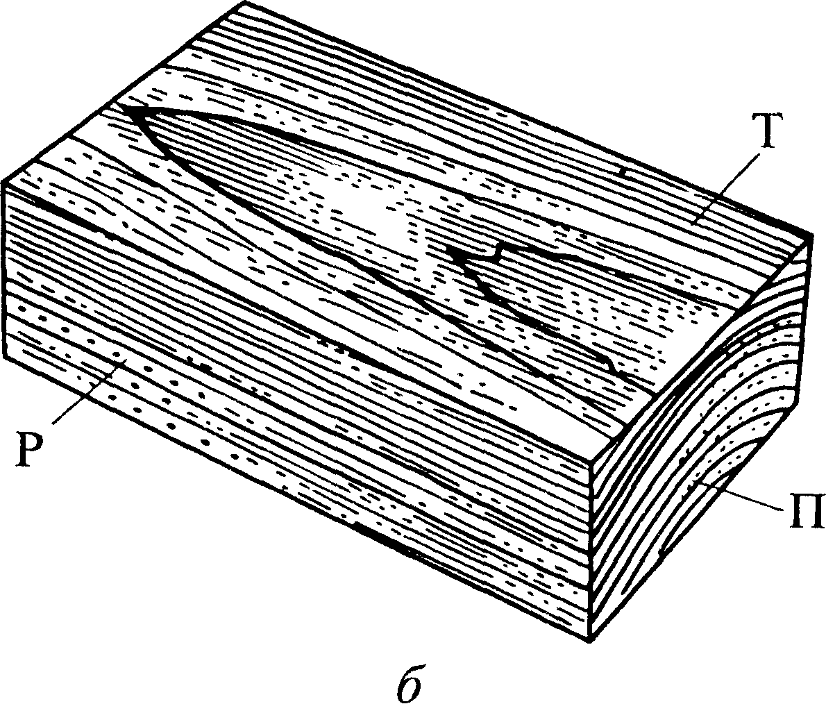 Древесина строение. Виды годичных слоев. Вид годичных слоев на главных разрезах. Ранняя и поздняя древесина годичных слоев. Элементы древесины лиственных пород.