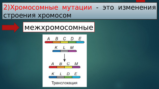 2)Хромосомные мутации - это изменения строения хромосом межхромосомные   