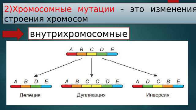 2)Хромосомные мутации - это изменения строения хромосом внутрихромосомные   