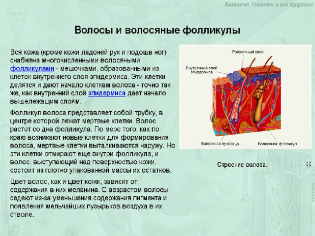 Презентация по теме кожа