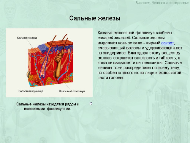 Биология 8 класс презентация железы