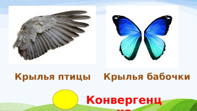 Крылья птицы Крылья бабочки Конвергенция 