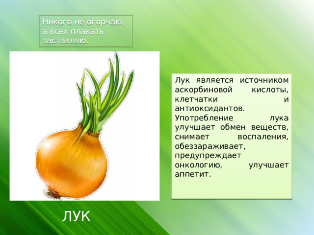 Никого не огорчаю, а всех плакать заставляю. Лук является источником аскорбиновой кислоты, клетчатки и антиоксидантов. Употребление лука улучшает обмен веществ, снимает воспаления, обеззараживает, предупреждает онкологию, улучшает аппетит.  ЛУК 