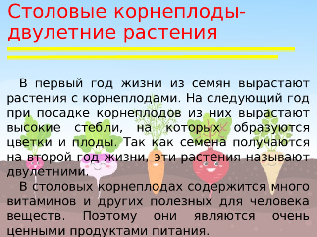 Столовые корнеплоды- двулетние растения В первый год жизни из семян вырастают растения с корнеплодами. На следующий год при посадке корнеплодов из них вырастают высокие стебли, на которых образуются цветки и плоды. Так как семена получаются на второй год жизни, эти растения называют двулетними. В столовых корнеплодах содержится много витаминов и других полезных для человека веществ. Поэтому они являются очень ценными продуктами питания. 