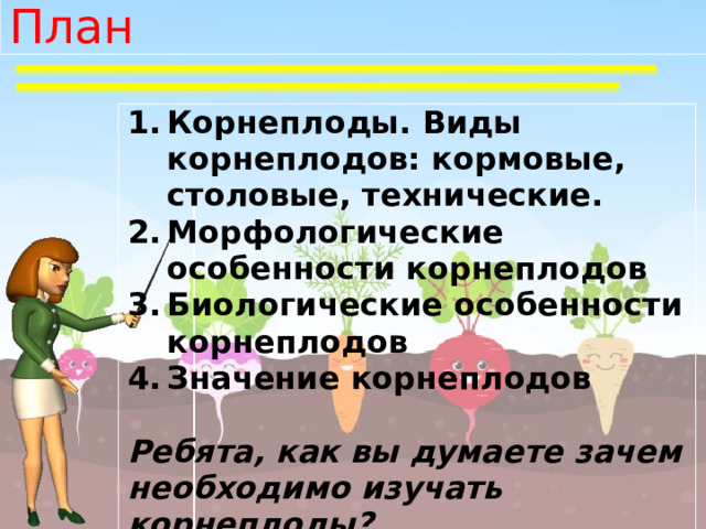 План Корнеплоды. Виды корнеплодов: кормовые, столовые, технические. Морфологические особенности корнеплодов Биологические особенности корнеплодов Значение корнеплодов  Ребята, как вы думаете зачем необходимо изучать корнеплоды? 