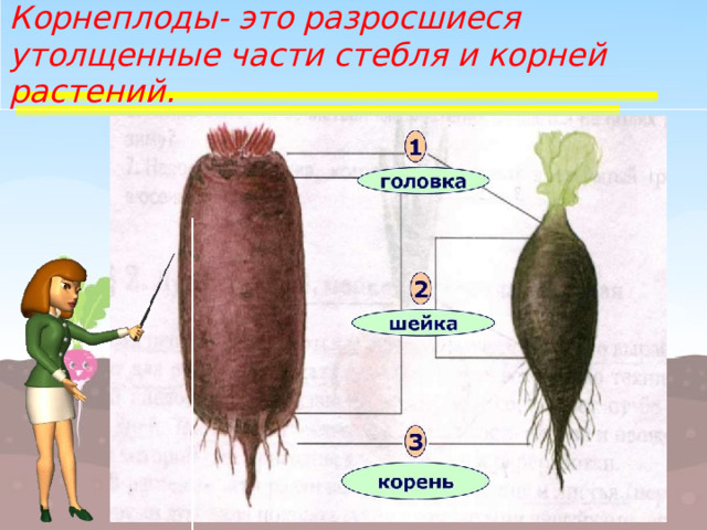 Корнеплоды- это разросшиеся утолщенные части стебля и корней растений. 