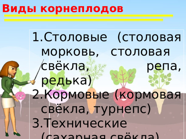 Виды корнеплодов Столовые (столовая морковь, столовая свёкла, репа, редька) Кормовые (кормовая свёкла, турнепс) Технические (сахарная свёкла) 