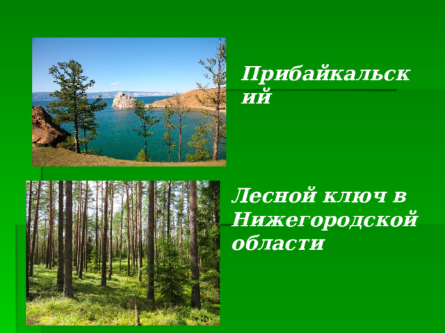 Прибайкальский Лесной ключ в Нижегородской области 