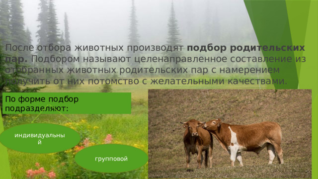После отбора животных производят подбор родительских пар. Подбором называют целенаправленное составление из отобранных животных родительских пар с намерением получить от них потомство с желательными качествами. По форме подбор подразделяют: индивидуальный групповой 