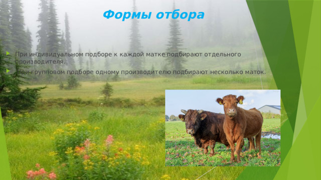 Формы отбора При индивидуальном подборе к каждой матке подбирают отдельного производителя.  При групповом подборе одному производителю подбирают несколько маток. 