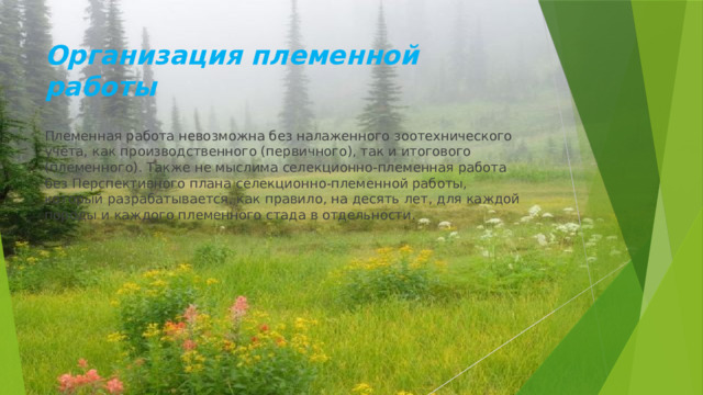 Организация племенной работы Племенная работа невозможна без налаженного зоотехнического учёта, как производственного (первичного), так и итогового (племенного). Также не мыслима селекционно-племенная работа без Перспективного плана селекционно-племенной работы, который разрабатывается, как правило, на десять лет, для каждой породы и каждого племенного стада в отдельности. 