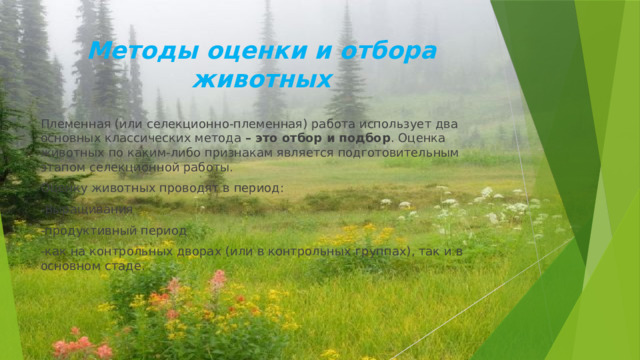 Методы оценки и отбора животных Племенная (или селекционно-племенная) работа использует два основных классических метода – это отбор и подбор . Оценка животных по каким-либо признакам является подготовительным этапом селекционной работы. Оценку животных проводят в период: -Выращивания -продуктивный период -как на контрольных дворах (или в контрольных группах), так и в основном стаде. 
