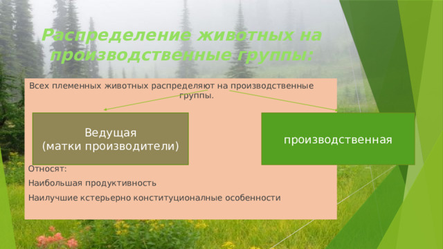 Распределение животных на производственные группы: Всех племенных животных распределяют на производственные группы. Относят: Наибольшая продуктивность Наилучшие кстерьерно конституционалные особенности Ведущая производственная (матки производители) 
