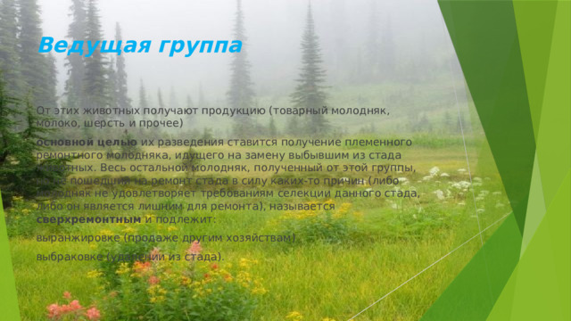 Ведущая группа От этих животных получают продукцию (товарный молодняк, молоко, шерсть и прочее) основной целью их разведения ставится получение племенного ремонтного молодняка, идущего на замену выбывшим из стада животных. Весь остальной молодняк, полученный от этой группы, но не пошедший на ремонт стада в силу каких-то причин (либо молодняк не удовлетворяет требованиям селекции данного стада, либо он является лишним для ремонта), называется сверхремонтным и подлежит: выранжировке (продаже другим хозяйствам) выбраковке (удалении из стада). 