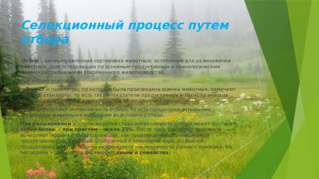 Селекционный процесс путем отбора  Отбор – целенаправленная сортировка животных; оставление для размножения животных, удовлетворяющих по основным продуктивным и технологическим признакам требованиям современного животноводства. При отборе учитывают: признаки и параметры , по которым была произведена оценка животных, намечают целевые стандарты, то есть такие показатели продуктивных и технологических качеств, которые будут служить целью селекционного процесса. Затем определяют интенсивность отбора , то есть процентное отношение отобранных животных к выбывшим из основного стада. При расширенном воспроизводстве стада интенсивность отбора может достигать 40% и более , а при простом – около 25%. После того, как отбор произвели, вычисляют эффект отбора (селекции), как произведение разницы между продуктивностью животных, отобранных в племенное ядро, и средней продуктивностью по стаду на коэффициент наследуемости данного признака. На последнем этапе отбора формируют линии и семейства. 