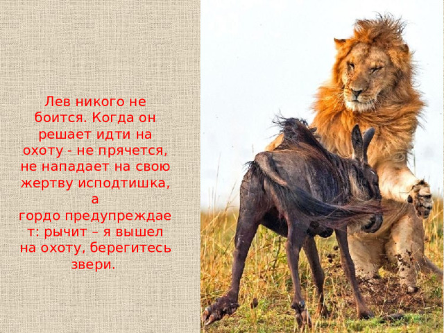 Лев никого не боится. Когда он решает идти на охоту - не прячется, не нападает на свою жертву исподтишка, а гордо предупреждает: рычит – я вышел на охоту, берегитесь звери. 