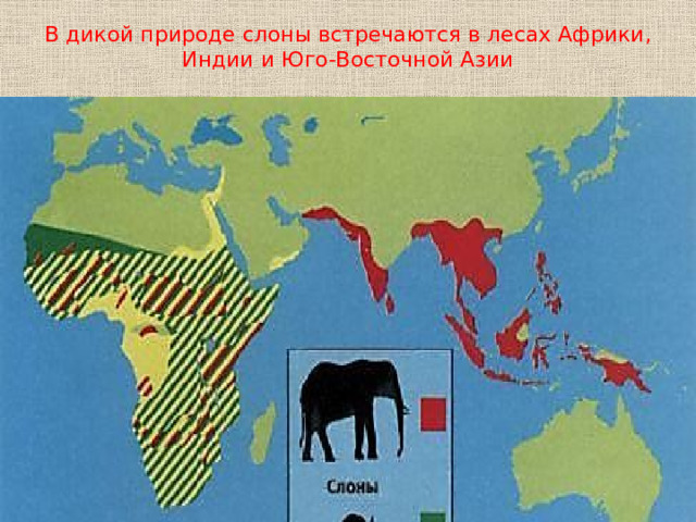 В дикой природе слоны встречаются в лесах Африки, Индии и Юго-Восточной Азии 