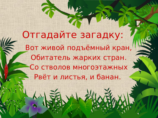 Отгадайте загадку: Вот живой подъёмный кран, Обитатель жарких стран. Со стволов многоэтажных Рвёт и листья, и банан.  