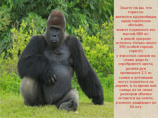 Знаете ли вы, что горилла: является крупнейшим представителем обезьян; может поднимать вес массой 980 кг; в дикой природе осталось только около 300 особей горных горилл; у взрослых самцов на спине шерсть серебряного цвета; размах рук превышает 2,5 м; самки и детеныши могут подняться на дерево, в то время как самцы из-за своих размеров обычно остаются на земле; в неволе доживают до 50 лет. 