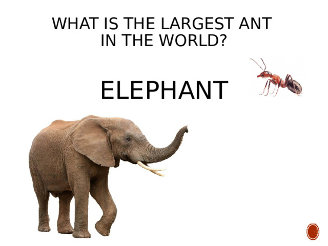 What is the largest ant  in the world?   ELEPHANT 