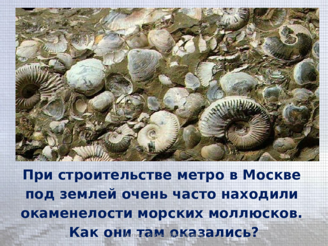 При строительстве метро в Москве под землей очень часто находили окаменелости морских моллюсков. Как они там оказались? Лапина Оксана Викторовна 