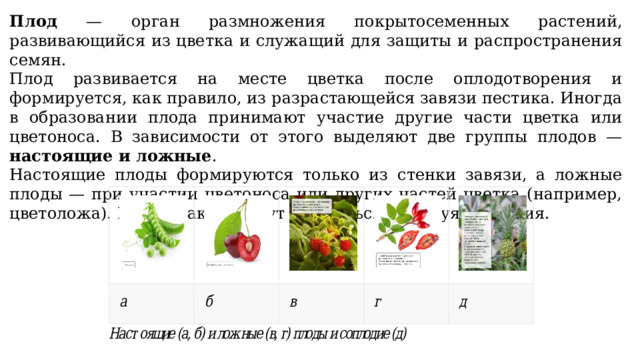 Почему не развился плод. Классификация растений. Какой орган яблони служит для защиты и распространения семян.