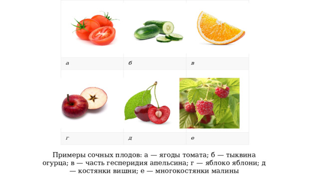 Плодом могут быть яблоко костянка многоорешек многокостянка. Строение плода ягода настоящая. Строение плода помидора для детей. Многокостянки.