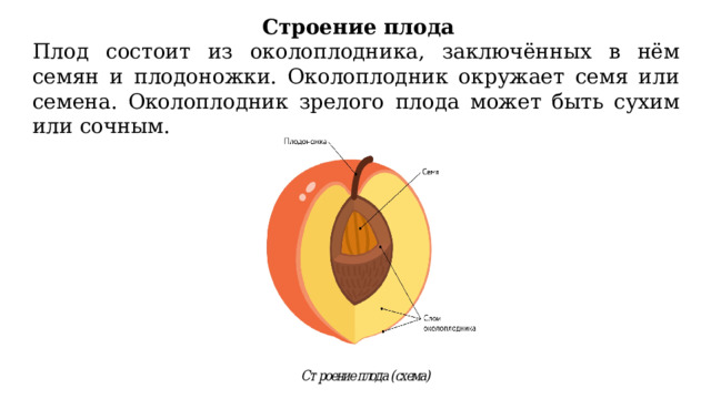 Строение плода картофеля. Строение плодов. Строение околоплодника. Строение персика. Строение сухого плода.