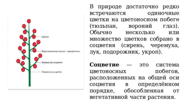 Зарисуйте схемы рассмотренных соцветий запишите их названия и укажите растения с такими соцветиями