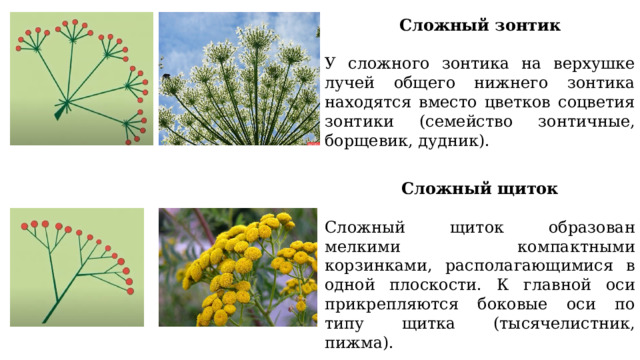 Биологическое значение соцветий