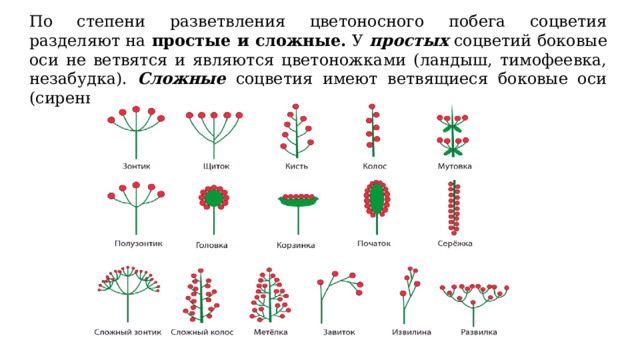 Боярышник простое или сложное соцветие. Сложные соцветия 6 класс. Рацемозные соцветия. Схема соцветия кукурузы. Простые моноподиальные соцветия.