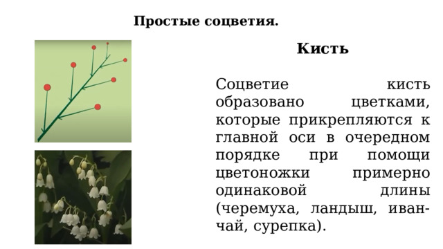 Простые соцветия.  Кисть Соцветие кисть образовано цветками, которые прикрепляются к главной оси в очередном порядке при помощи цветоножки примерно одинаковой длины (черемуха, ландыш, иван-чай, сурепка). 