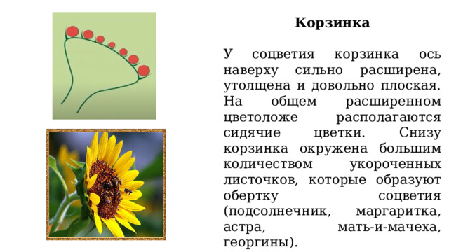 Корзинка У соцветия корзинка ось наверху сильно расширена, утолщена и довольно плоская. На общем расширенном цветоложе располагаются сидячие цветки. Снизу корзинка окружена большим количеством укороченных листочков, которые образуют обертку соцветия (подсолнечник, маргаритка, астра, мать-и-мачеха, георгины). 
