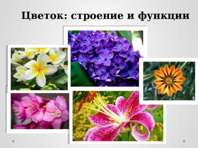Цветок: строение и функции 