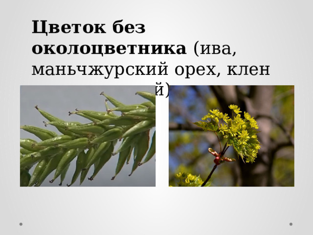 Цветок без околоцветника (ива, маньчжурский орех, клен американский). 