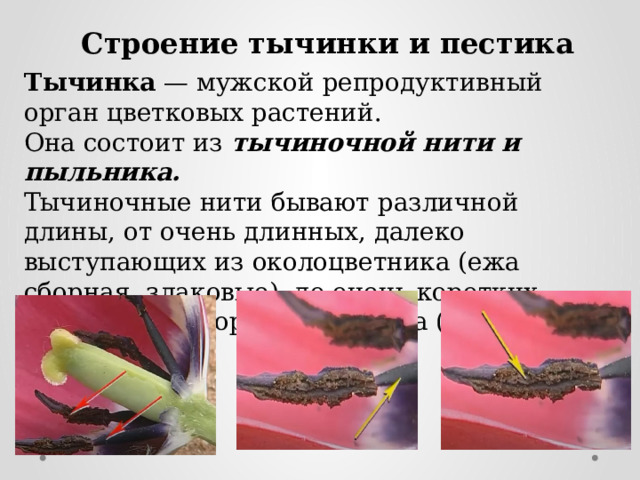 Строение тычинки и пестика Тычинка — мужской репродуктивный орган цветковых растений. Она состоит из тычиночной нити и пыльника. Тычиночные нити бывают различной длины, от очень длинных, далеко выступающих из околоцветника (ежа сборная, злаковые), до очень коротких, значительно короче пыльника (картофель). 