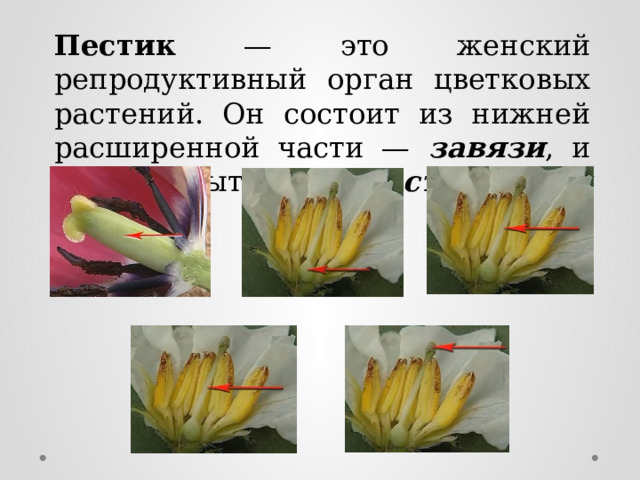 Пестик — это женский репродуктивный орган цветковых растений. Он состоит из нижней расширенной части — завязи , и верхней вытянутой — столбика и рыльца . 