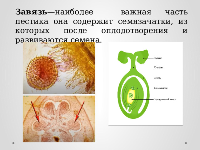 Что развивается из стенок завязи после оплодотворения