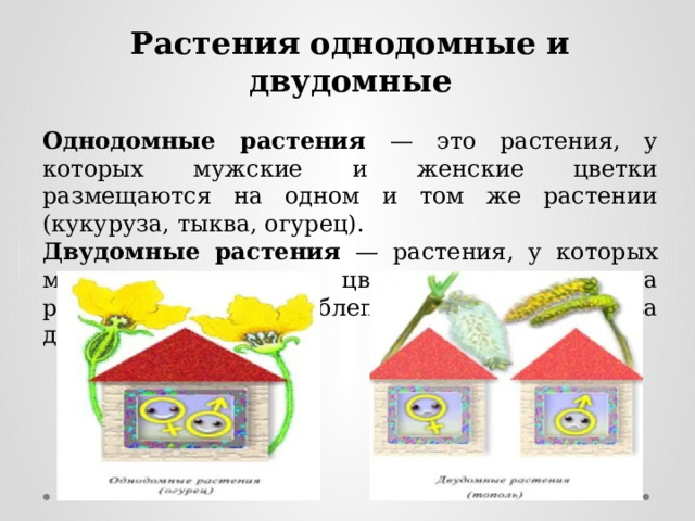 Однодомные и двудомные растения. Однодомные и двудомные растения таблица. Строение цветка однодомные и двудомные. Однодомные растения это кратко.