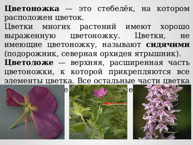Цветоножка — это стебелёк, на котором расположен цветок. Цветки многих растений имеют хорошо выраженную цветоножку. Цветки, не имеющие цветоножку, называют сидячими (подорожник, северная орхидея ятрышник). Цветоложе — верхняя, расширенная часть цветоножки, к которой прикрепляются все элементы цветка. Все остальные части цветка имеют листовое происхождение. 