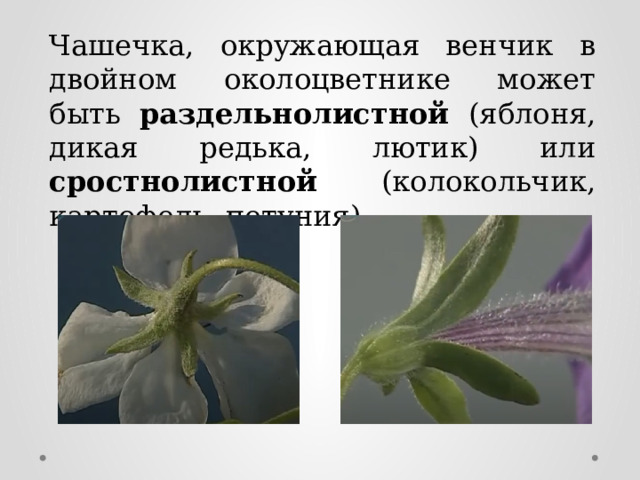Чашечка, окружающая венчик в двойном околоцветнике может быть раздельнолистной (яблоня, дикая редька, лютик) или сростнолистной (колокольчик, картофель, петуния). 