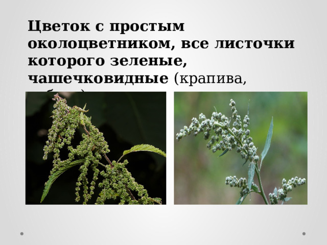 Цветок с простым околоцветником, все листочки которого зеленые, чашечковидные (крапива, лебеда). 