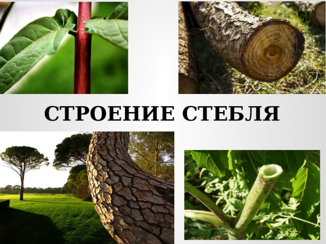 СТРОЕНИЕ СТЕБЛЯ  