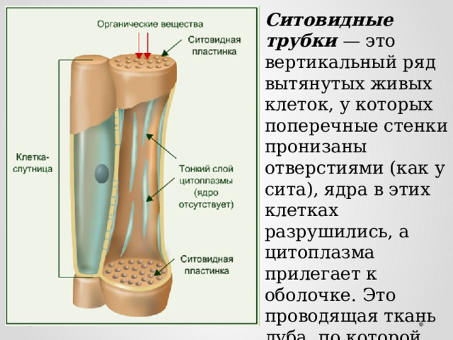 Строение ситовидных трубок. Ситовидные трубочки строение. Строение стебля ситовидные трубки. Строение ситовидных трубок растения. Сходства и различия сосудов и ситовидных трубок