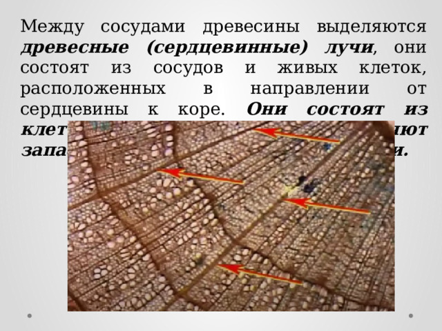 Между сосудами древесины выделяются древесные (сердцевинные) лучи , они состоят из сосудов и живых клеток, расположенных в направлении от сердцевины к коре. Они состоят из клеток основной ткани и выполняют запасающую и проводящую функции. 