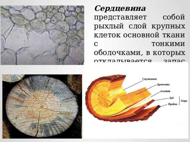 Сердцевина представляет собой рыхлый слой крупных клеток основной ткани с тонкими оболочками, в которых откладывается запас питательных веществ. 