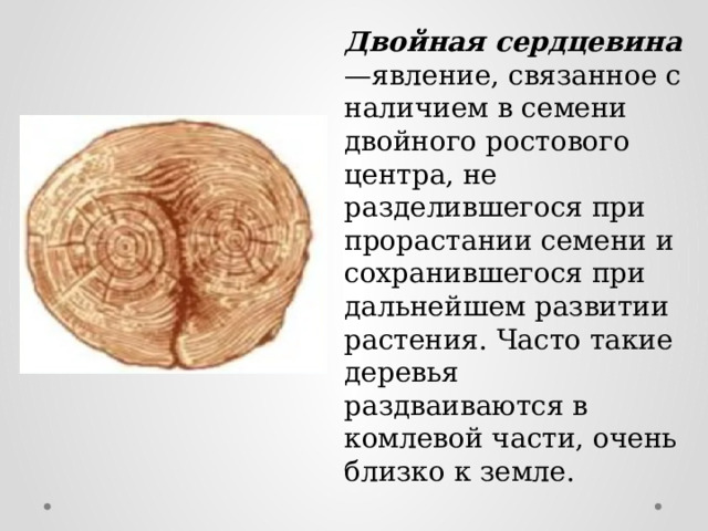 Двойная сердцевина —явление, связанное с наличием в семени двойного ростового центра, не разделившегося при прорастании семени и сохранившегося при дальнейшем развитии растения. Часто такие деревья раздваиваются в комлевой части, очень близко к земле. 