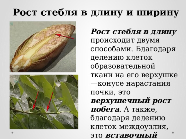 Рост стебля в длину и ширину Рост стебля в длину происходит двумя способами. Благодаря делению клеток образовательной ткани на его верхушке—конусе нарастания почки, это верхушечный рост побега . А также, благодаря делению клеток междоузлия, это вставочный рост . 