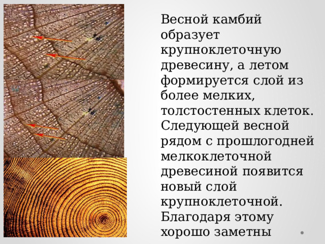 Весной камбий образует крупноклеточную древесину, а летом формируется слой из более мелких, толстостенных клеток. Следующей весной рядом с прошлогодней мелкоклеточной древесиной появится новый слой крупноклеточной. Благодаря этому хорошо заметны границы между приростами древесины, их называют годичными кольцами . 