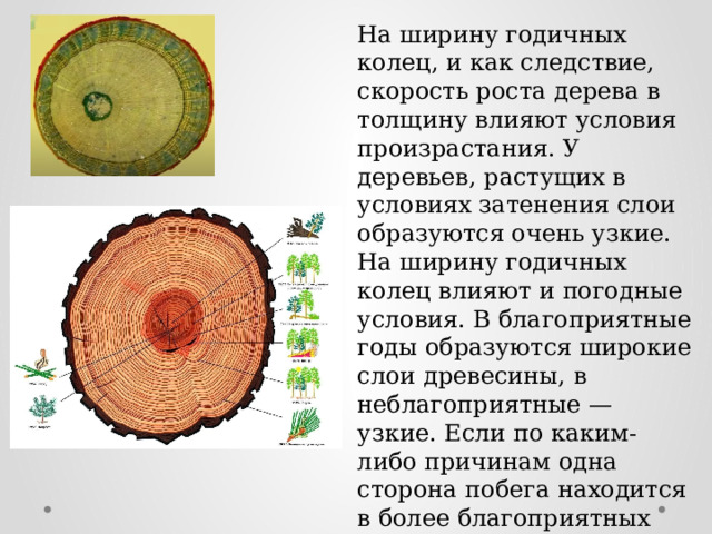 На ширину годичных колец, и как следствие, скорость роста дерева в толщину влияют условия произрастания. У деревьев, растущих в условиях затенения слои образуются очень узкие. На ширину годичных колец влияют и погодные условия. В благоприятные годы образуются широкие слои древесины, в неблагоприятные — узкие. Если по каким-либо причинам одна сторона побега находится в более благоприятных условиях, чем другая, то годичные кольца будут ассиметричные. 